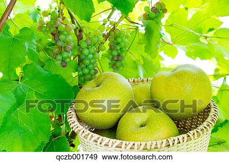Asian Pears View Large Photo Image Stock Photo - Asian Pears. Fotosearch