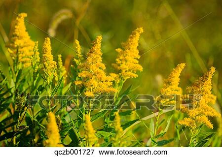 Asteraceae View Large Photo Image Stock Photo - Asteraceae. Fotosearch