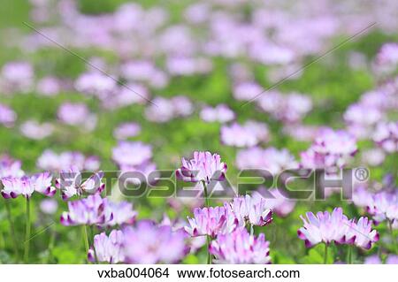 Picture - Astragals. Fotosearch