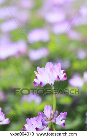 Astragals View Large Photo Image Stock Image - Astragals. Fotosearch