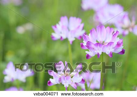 Astragals View Large Photo Image Stock Image - Astragals. Fotosearch