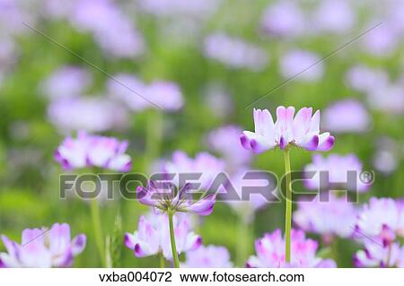 Stock Image - Astragals. Fotosearch