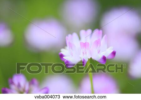 Stock Image - Astragals. Fotosearch