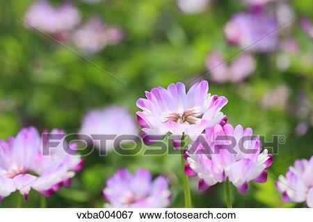 Astragals View Large Photo Image Stock Photo - Astragals. Fotosearch