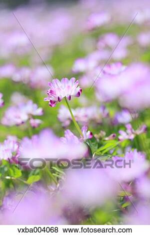 Stock Photo - Astragals. Fotosearch