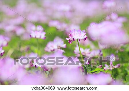 Astragals View Large Photo Image Stock Photo - Astragals. Fotosearch