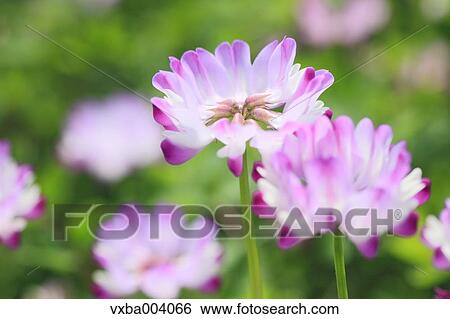 Astragals View Large Photo Image Stock Photograph - Astragals. Fotosearch