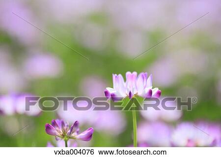 Stock Photograph - Astragals. Fotosearch