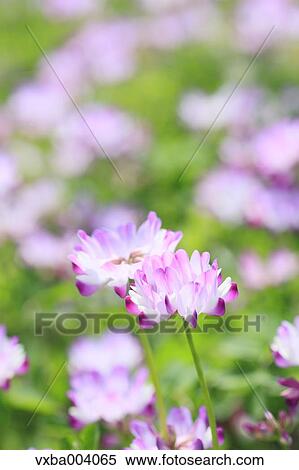 Astragals View Large Photo Image Stock Photography - Astragals. Fotosearch