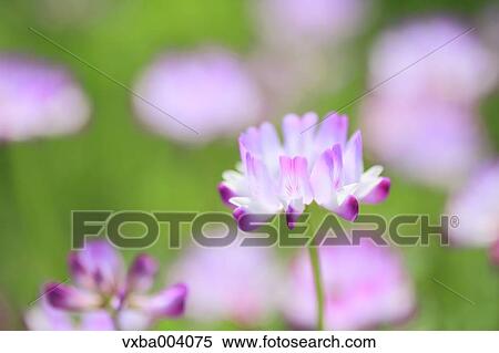 Stock Photography - Astragals. Fotosearch