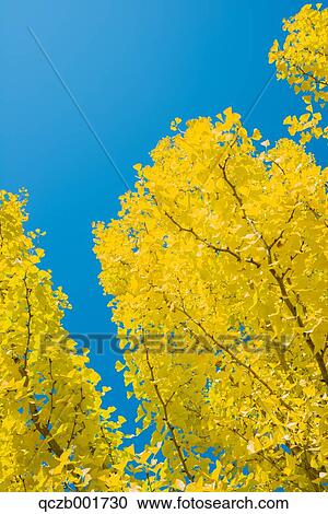 Autumn leaves and sky View Large Photo Image Stock Image - Autumn leaves and sky. Fotosearch