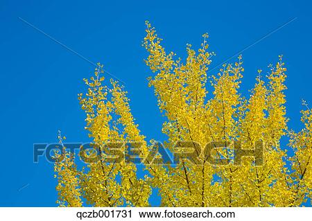 Autumn leaves and sky View Large Photo Image Stock Image - Autumn leaves and sky. Fotosearch