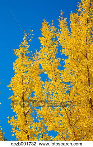 Autumn leaves and sky View Large Photo Image Stock Image - Autumn leaves and sky. Fotosearch