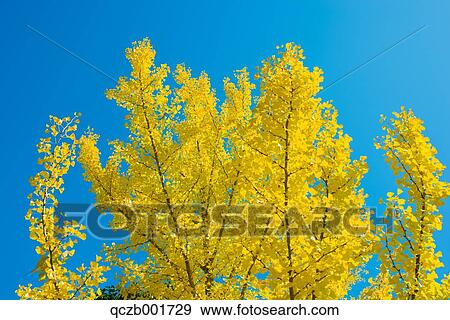 Autumn leaves and sky View Large Photo Image Stock Photo - Autumn leaves and sky. Fotosearch