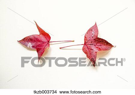 Autumn leaves View Large Photo Image Picture - Autumn leaves. Fotosearch