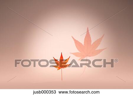Autumn leaves View Large Photo Image Stock Image - Autumn leaves. Fotosearch