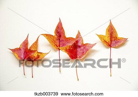 Autumn leaves View Large Photo Image Stock Photo - Autumn leaves. Fotosearch