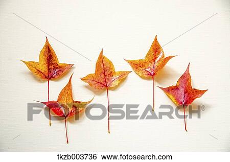Autumn leaves View Large Photo Image Stock Photograph - Autumn leaves. Fotosearch