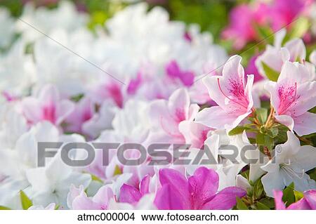 Picture - Azalea flowers. Fotosearch