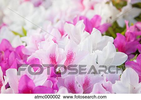 Azalea flowers View Large Photo Image Stock Image - Azalea flowers. Fotosearch