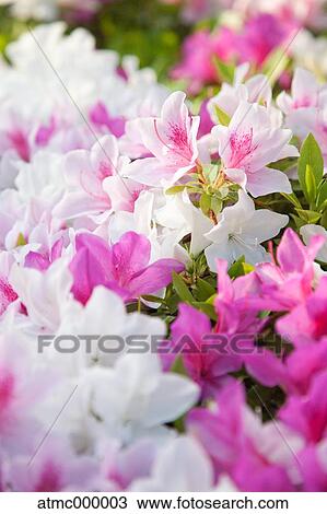 Azalea flowers View Large Photo Image Stock Image - Azalea flowers. Fotosearch