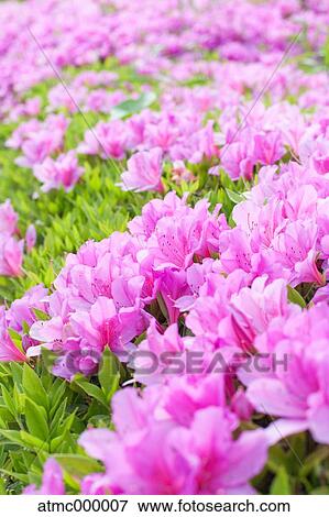 Azalea flowers View Large Photo Image Stock Photo - Azalea flowers. Fotosearch