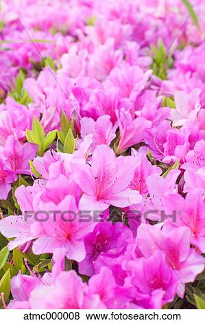 Azalea flowers View Large Photo Image Stock Photo - Azalea flowers. Fotosearch