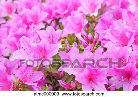 Azalea flowers View Large Photo Image Stock Photo - Azalea flowers. Fotosearch