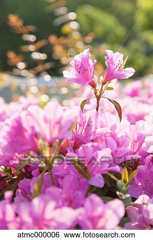 Stock Photograph - Azalea flowers. Fotosearch