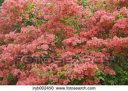 Azalea View Large Photo Image Stock Image - Azalea. Fotosearch