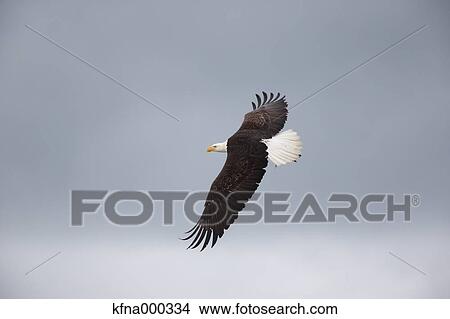 Bald Eagle View Large Photo Image Picture - Bald Eagle. Fotosearch