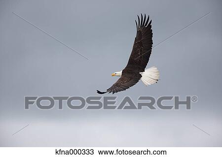 Bald Eagle View Large Photo Image Stock Image - Bald Eagle. Fotosearch