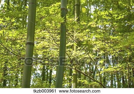 Bamboo forest View Large Photo Image Stock Image - Bamboo forest. Fotosearch