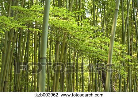 Bamboo forest View Large Photo Image Stock Image - Bamboo forest. Fotosearch