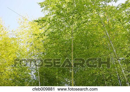 Stock Image - Bamboo Grove. Fotosearch
