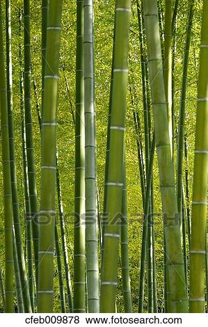 Bamboo Grove View Large Photo Image Stock Photo - Bamboo Grove. Fotosearch