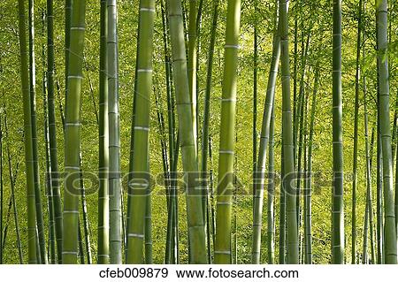 Bamboo Grove View Large Photo Image Stock Photo - Bamboo Grove. Fotosearch