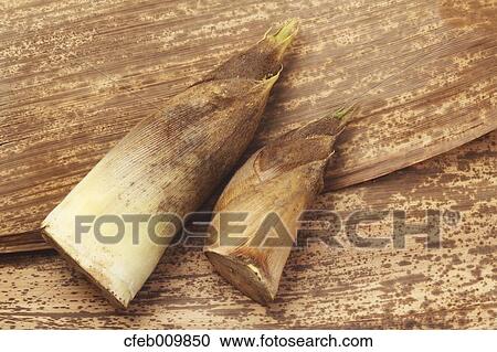 Bamboo Shoots View Large Photo Image Stock Image - Bamboo Shoots. Fotosearch