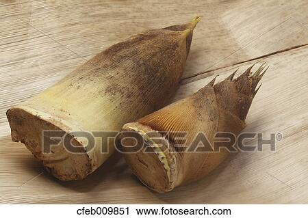 Bamboo Shoots View Large Photo Image Stock Image - Bamboo Shoots. Fotosearch