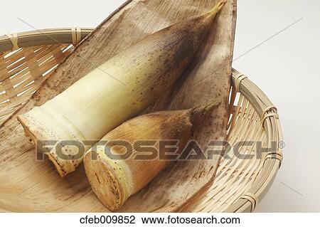 Bamboo Shoots View Large Photo Image Stock Image - Bamboo Shoots. Fotosearch