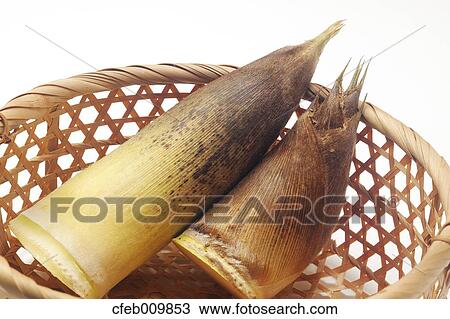 Bamboo Shoots View Large Photo Image Stock Image - Bamboo Shoots. Fotosearch