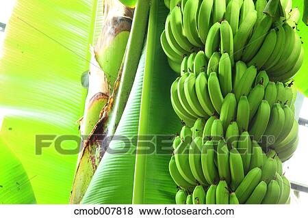 Bananas View Large Photo Image Stock Photo - Bananas. Fotosearch