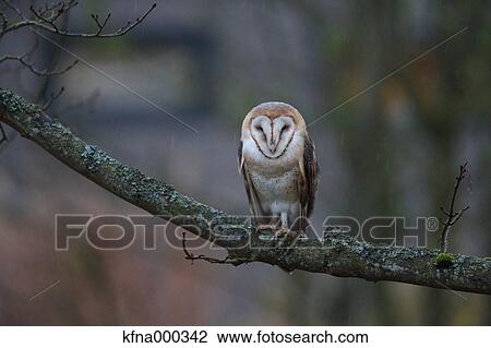 Barn Owl View Large Photo Image Stock Image - Barn Owl. Fotosearch
