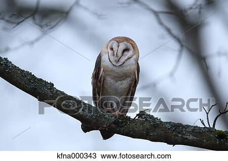 Stock Image - Barn Owl. Fotosearch