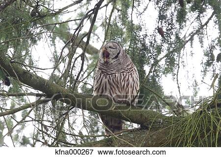 Barred Owl View Large Photo Image Stock Photo - Barred Owl. Fotosearch