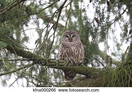 Barred Owl View Large Photo Image Stock Photograph - Barred Owl. Fotosearch