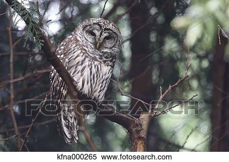 Barred Owl View Large Photo Image Stock Photography - Barred Owl. Fotosearch