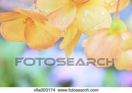 Begonia View Large Photo Image Picture - Begonia. Fotosearch