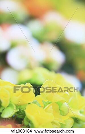Picture - Begonia. Fotosearch