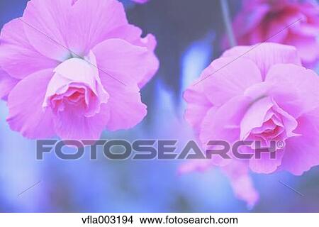Begonia View Large Photo Image Picture - Begonia. Fotosearch
